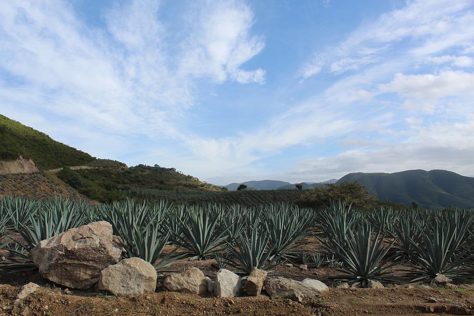 Crop of Agave Angustifolia Haw overlooking rolling hills in the distance