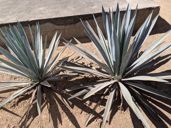 Two Agave Tequilana Weber Var. Azul plants