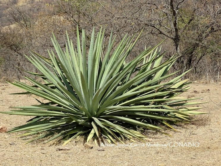 Maguey mexicano plant in front of forest of dead trees