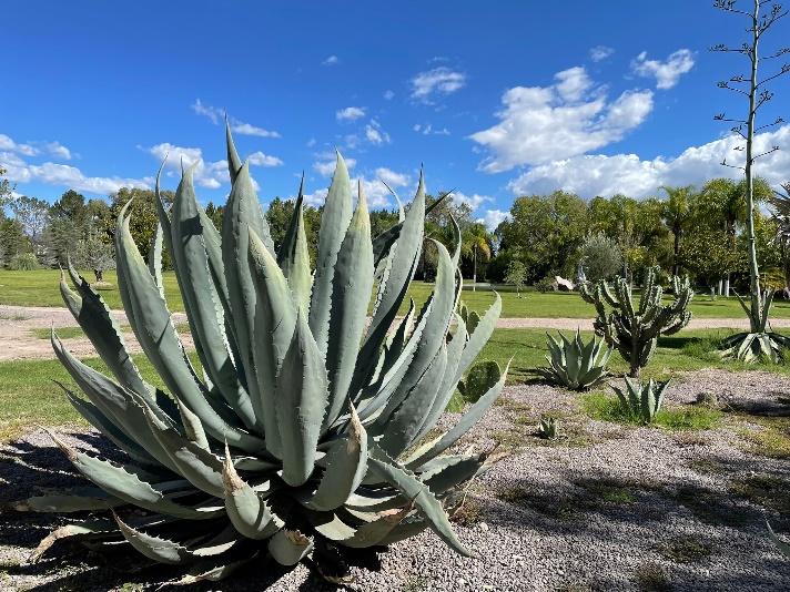 Maguey cenizo plant under a blue skyy and next to a dirt path with green grass around