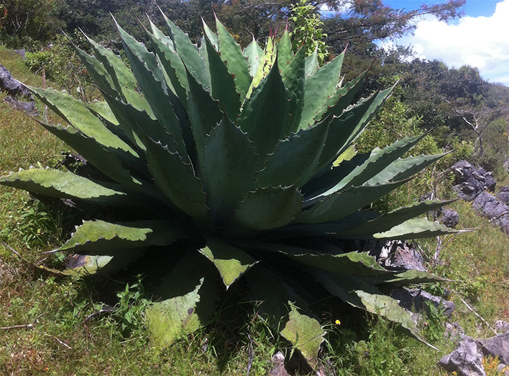 Maguey chino agave plant on rocky hillside