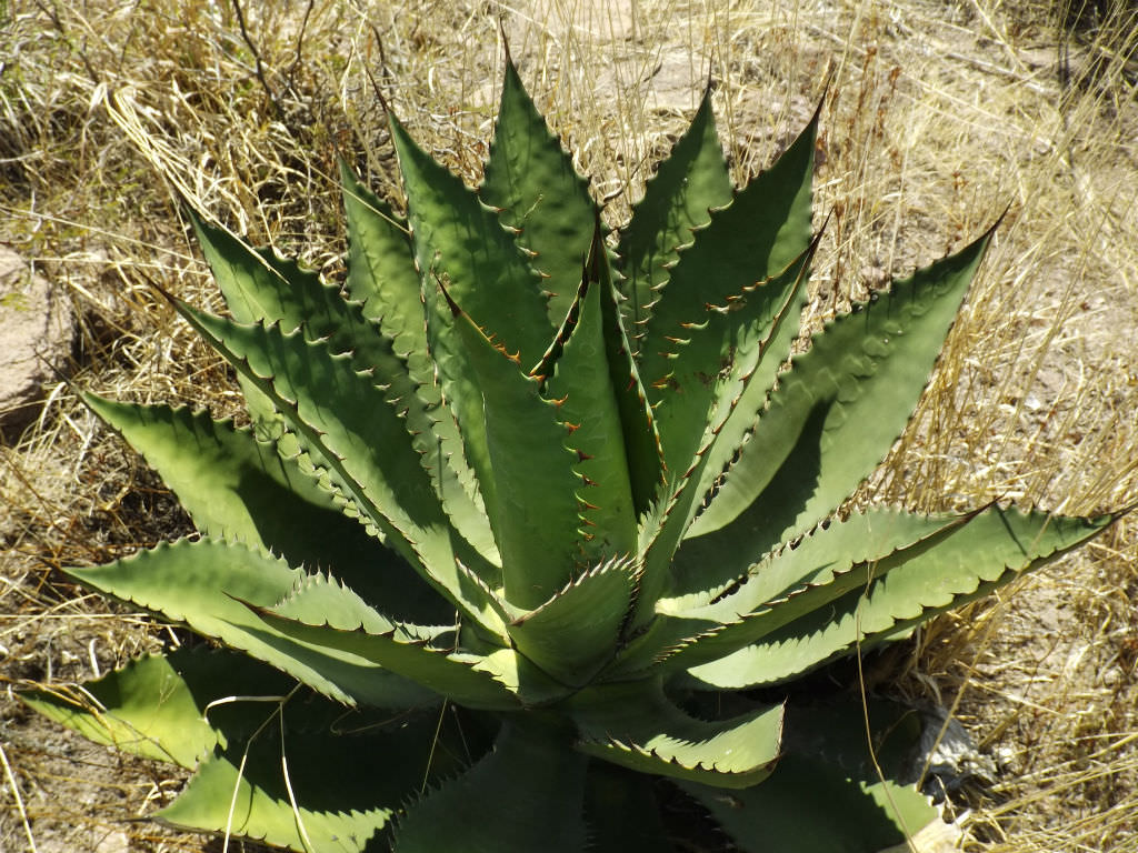 Agave inaequidens plant