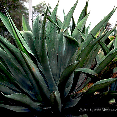 Maguey verde agave plant
