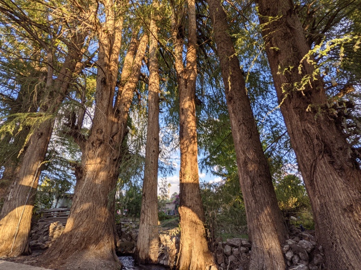 The cypress-lined streeam located near Nombre de Dios, Durango.