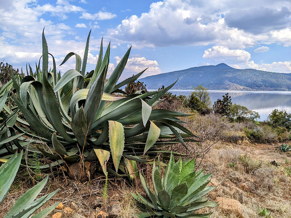 Agave plant on the Oponguio farm on a dry and arid hill in front of a lake and mountain