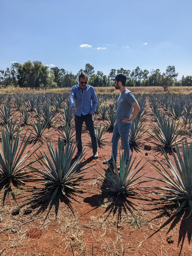 Two men in a field of evenly rowed agave plants in a dry and deserty biome