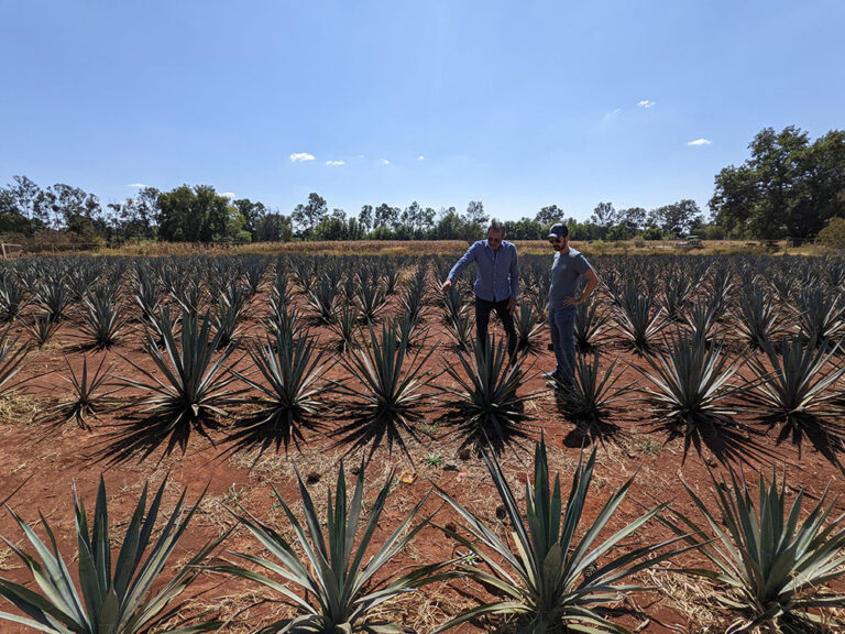 Two men in a field of evenly rowed agave plants in a dry and deserty biome